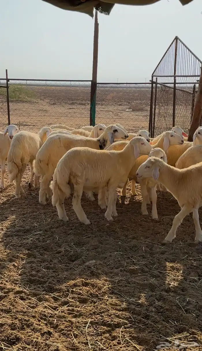 طليان ورخال حريه 3