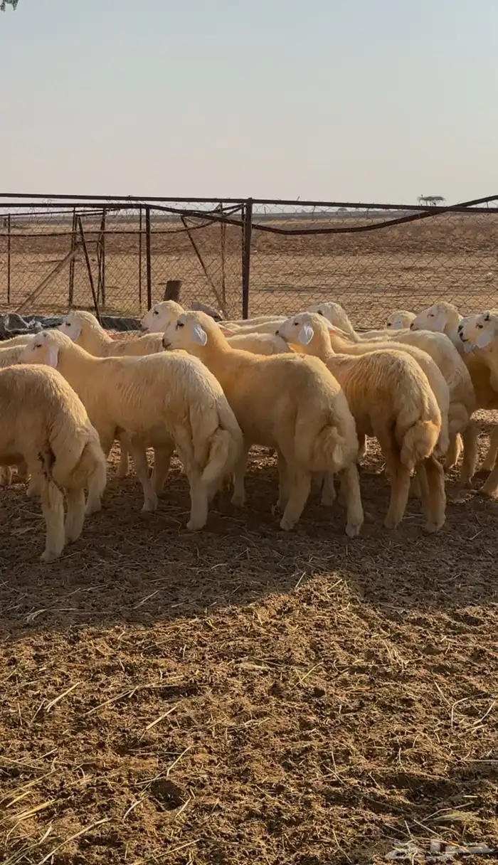طليان ورخال حريه 2