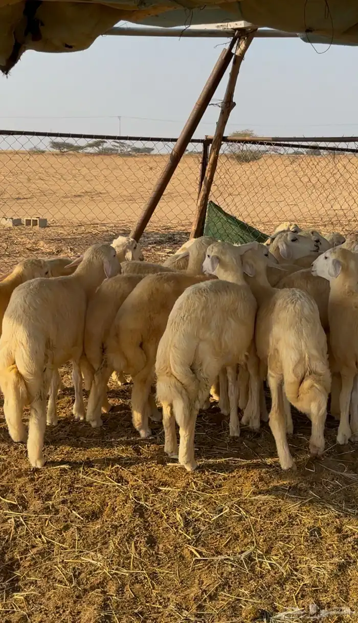 طليان ورخال حريه 0