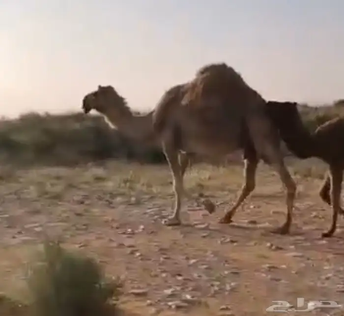 لقحه ام رابع سليم العذاريب 0