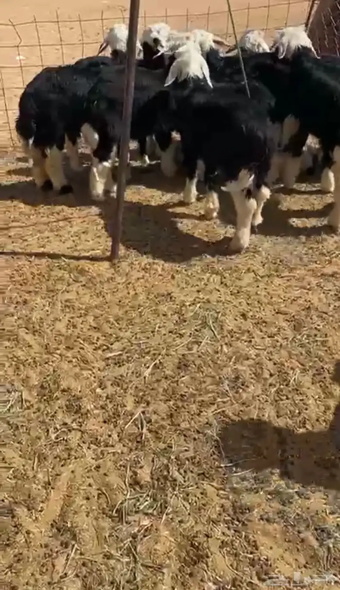 بهم نجد خرفان 0