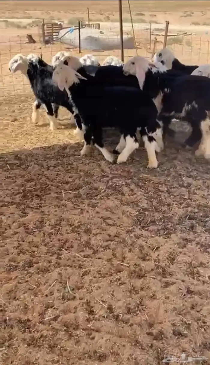 بهم نجد خرفان 1