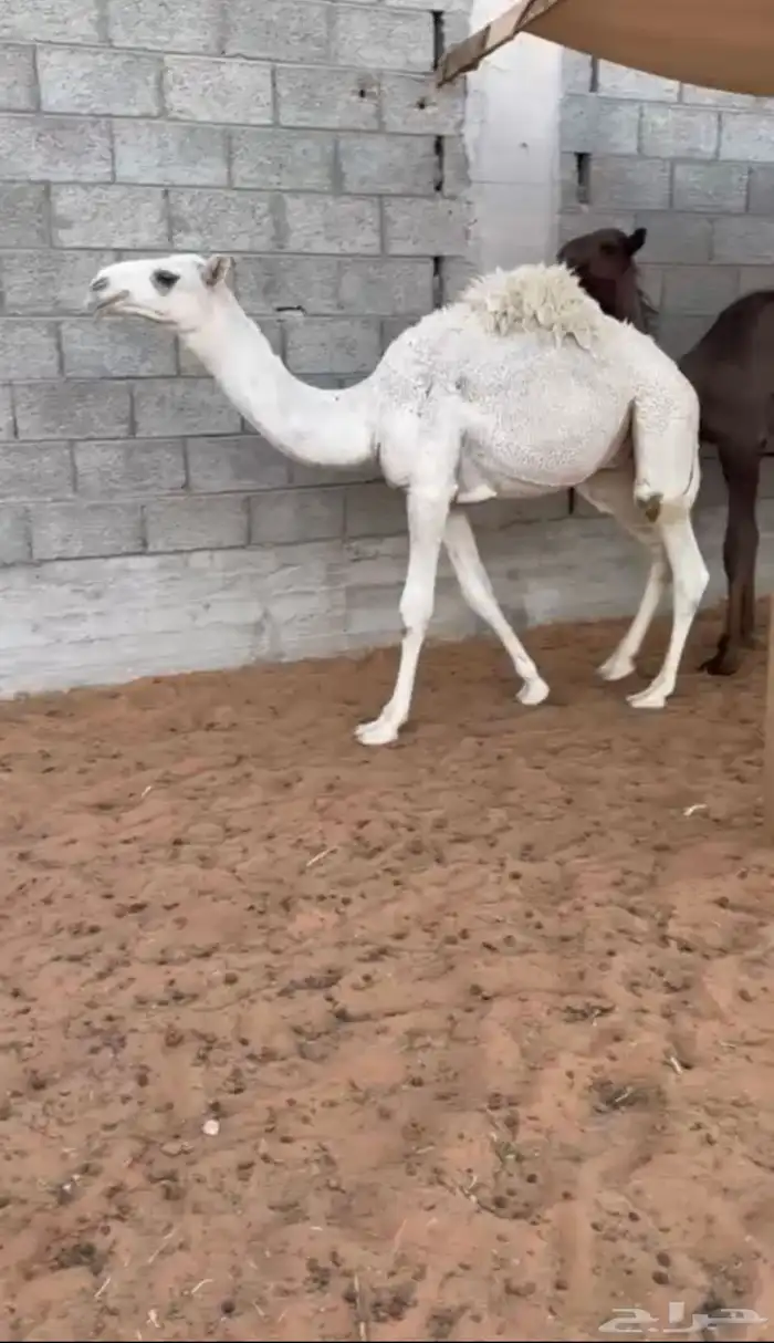 للبيع قعدان 0