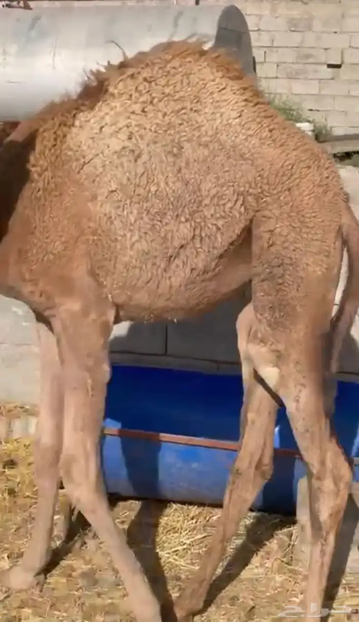 بكره لبانيه ارباع واثمان 5