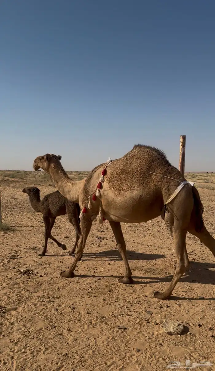للبيع الخلفه الشعلا الكفو 0