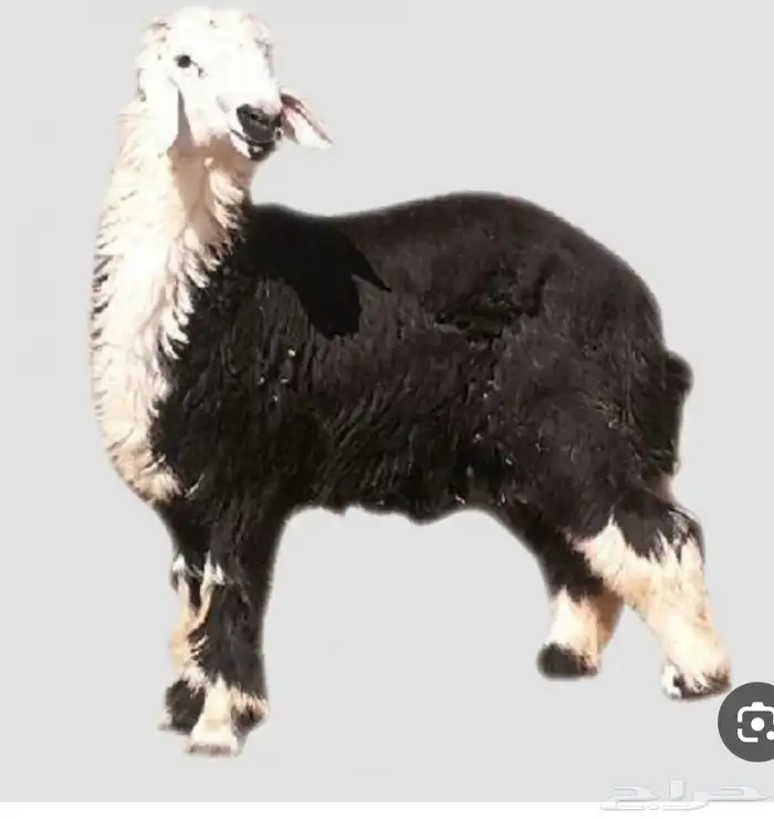 قسط ذبيحتك مع تمارا 2