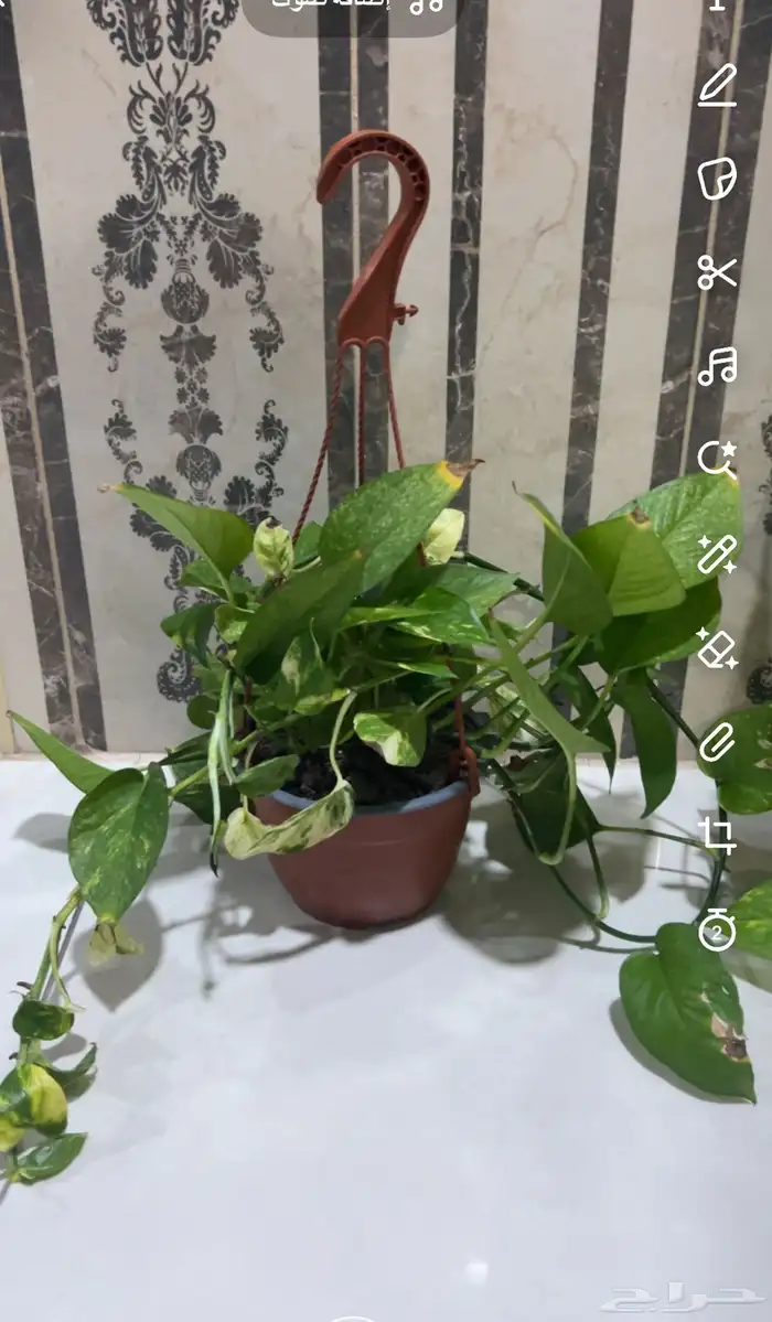 اشجار داخليه 0