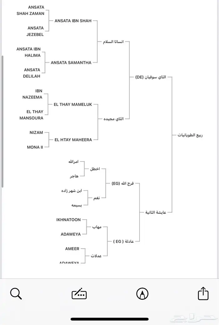 حصان عربي مصري 2
