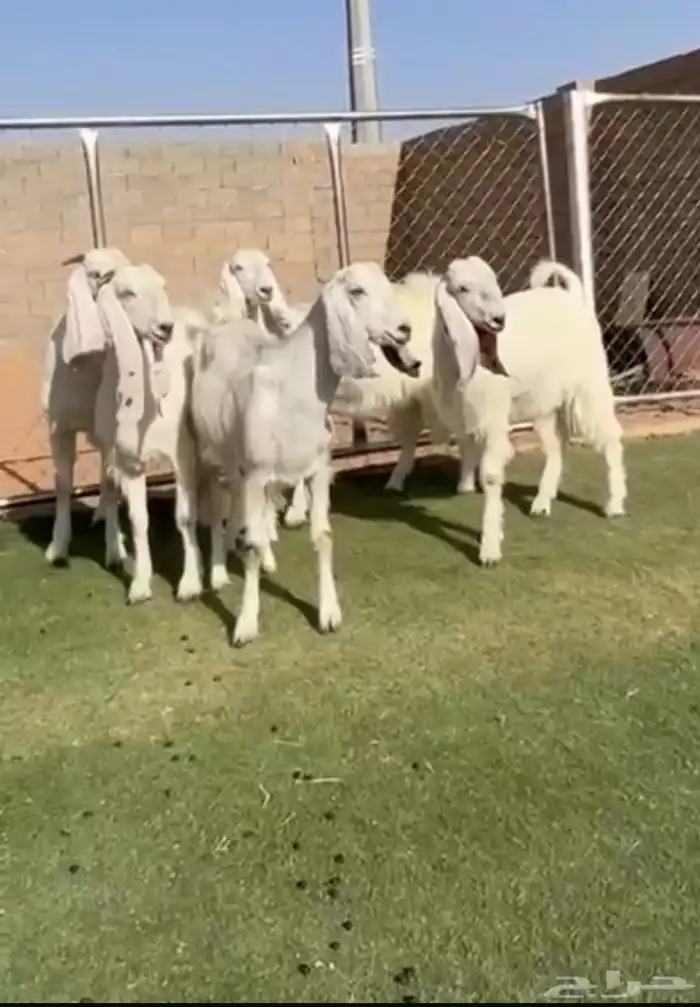 جفار مصريات بيض فاااخره 0