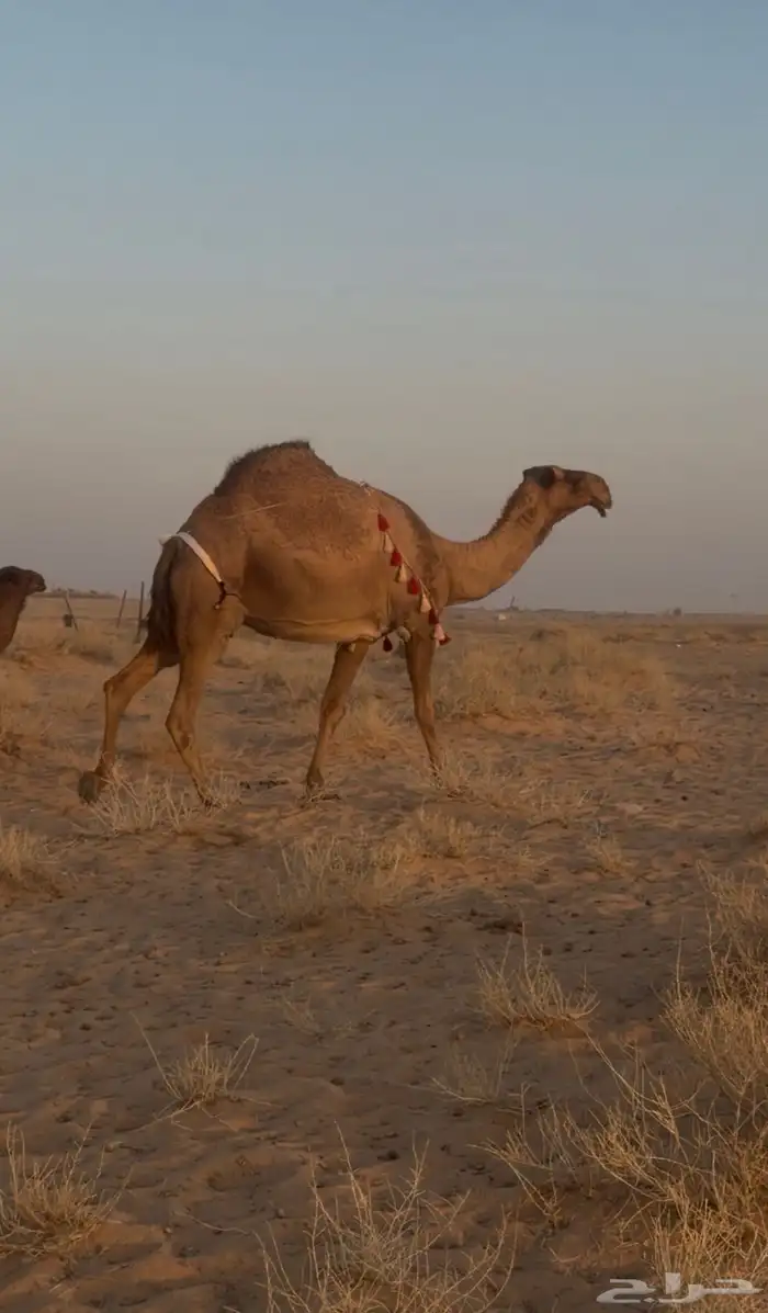 للبيع الخلفه الشعلا الكفو 1