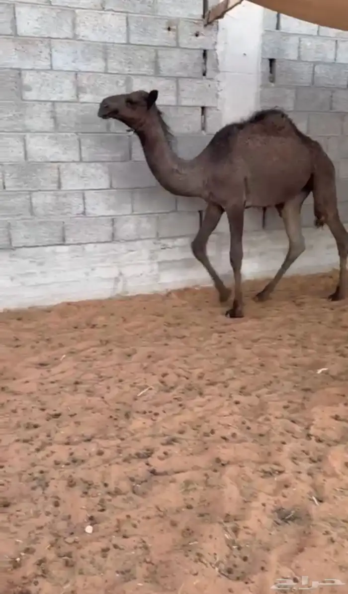 للبيع قعدان 1
