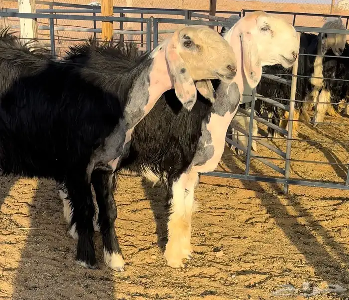 رخال نجد طيبه منوة القناي 1