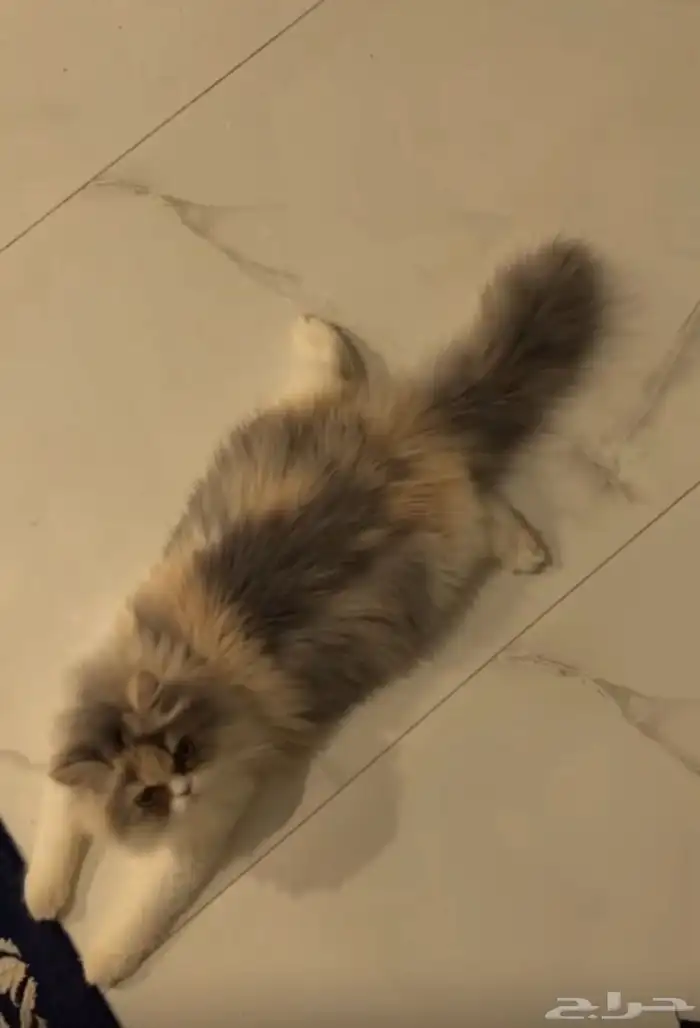 قطوه لتبني 2