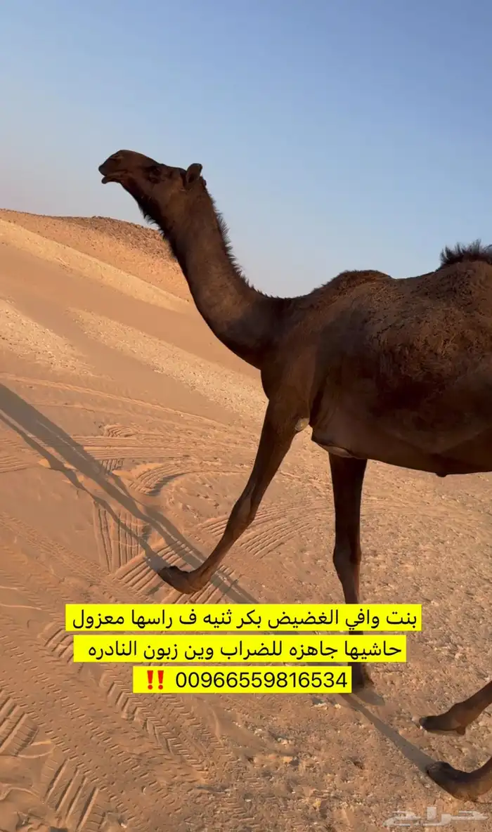 عشرا معزول حاشيها مجهم بكر 0