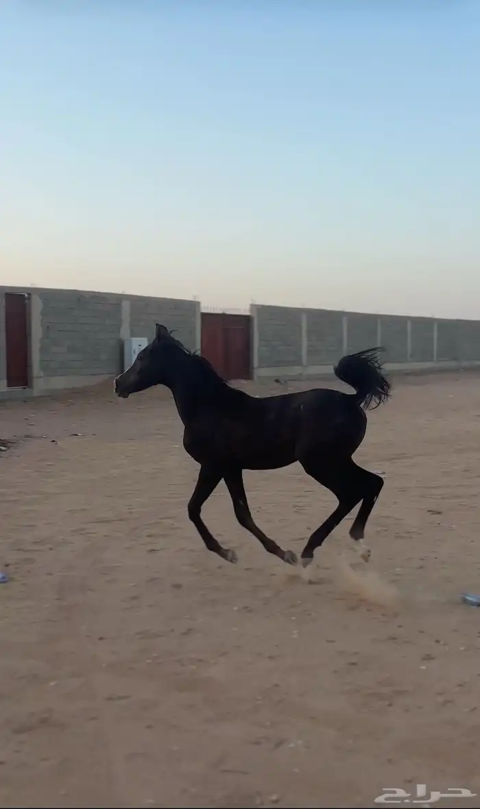 مهر جزيري 1