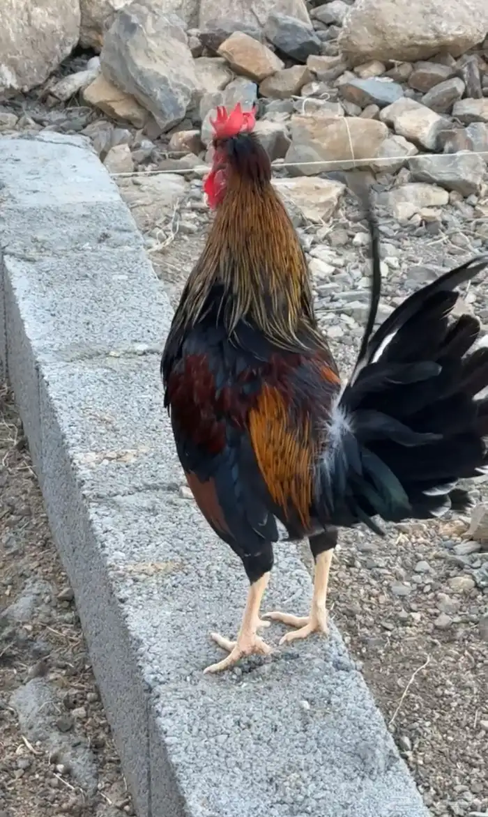 ديك عربي أفرق أكحل أصيل 3