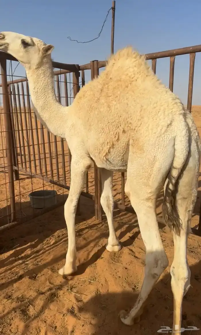 قعود للبيع 2