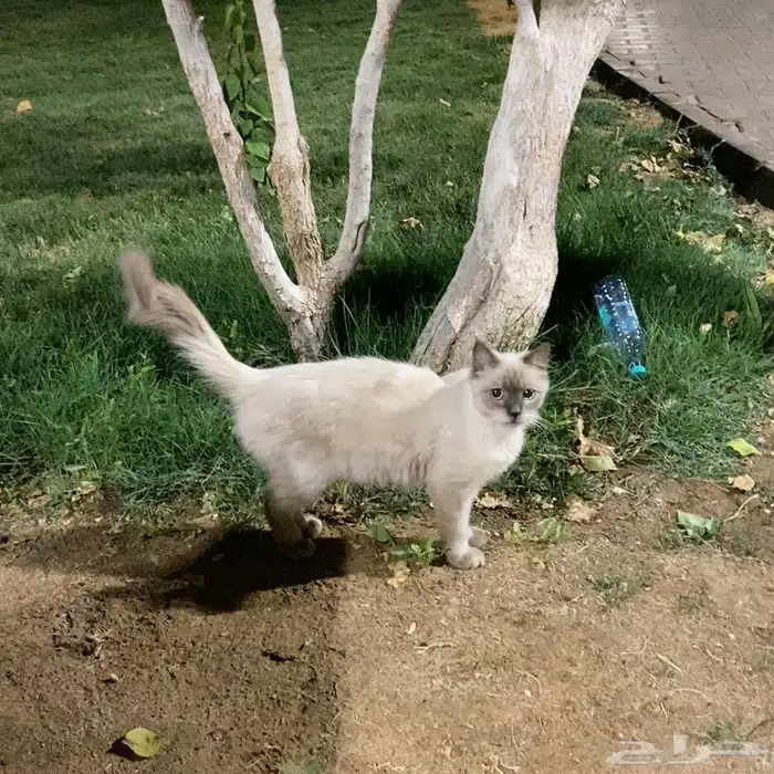 قط هملايا 1