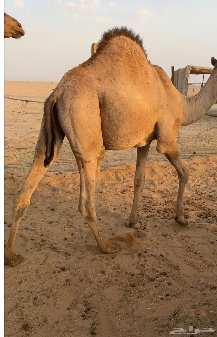 حشو قصب قعدان فاخرة 4