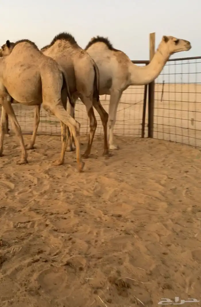 حشو قصب قعدان فاخرة 6