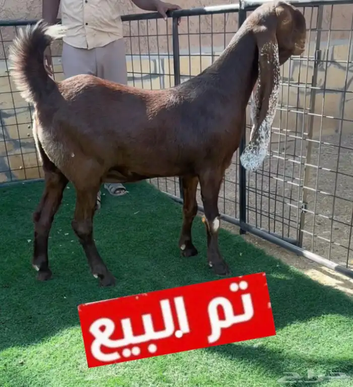 جفرة هولندية مطوره 0