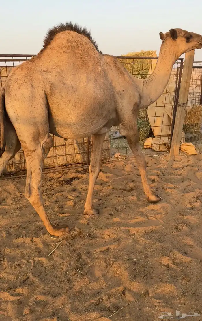 حشو قصب قعدان فاخرة 0