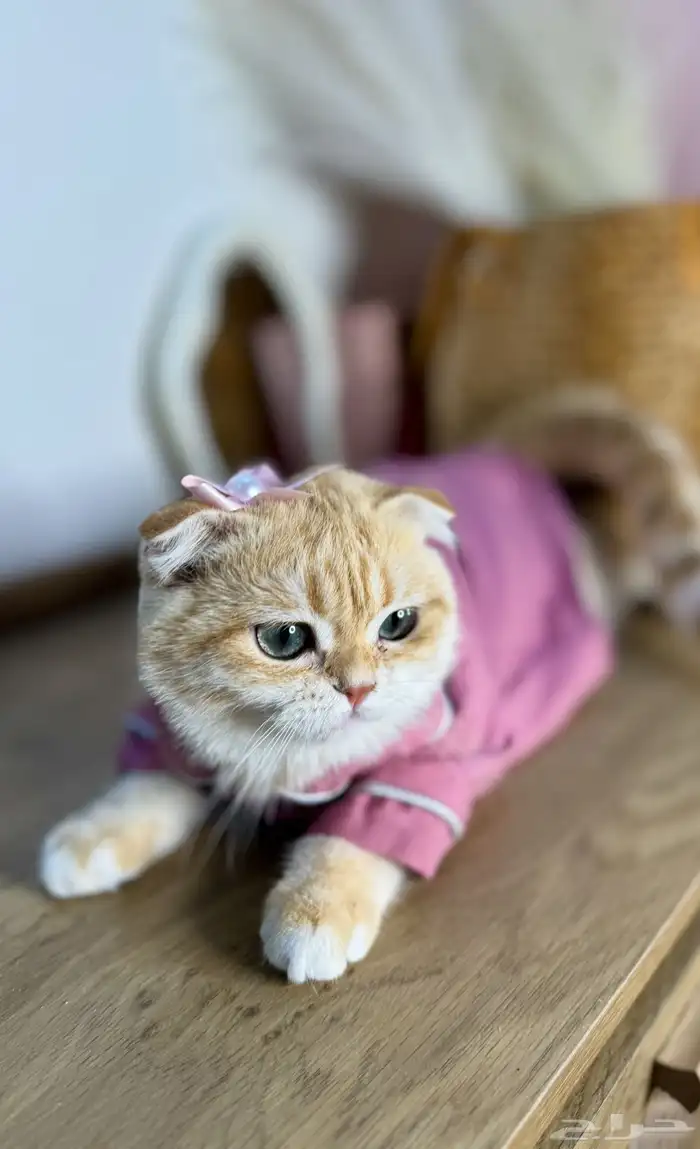 ذكر سكوتش فولد تم البيع 3