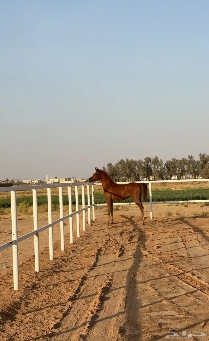 مهره واهو 2