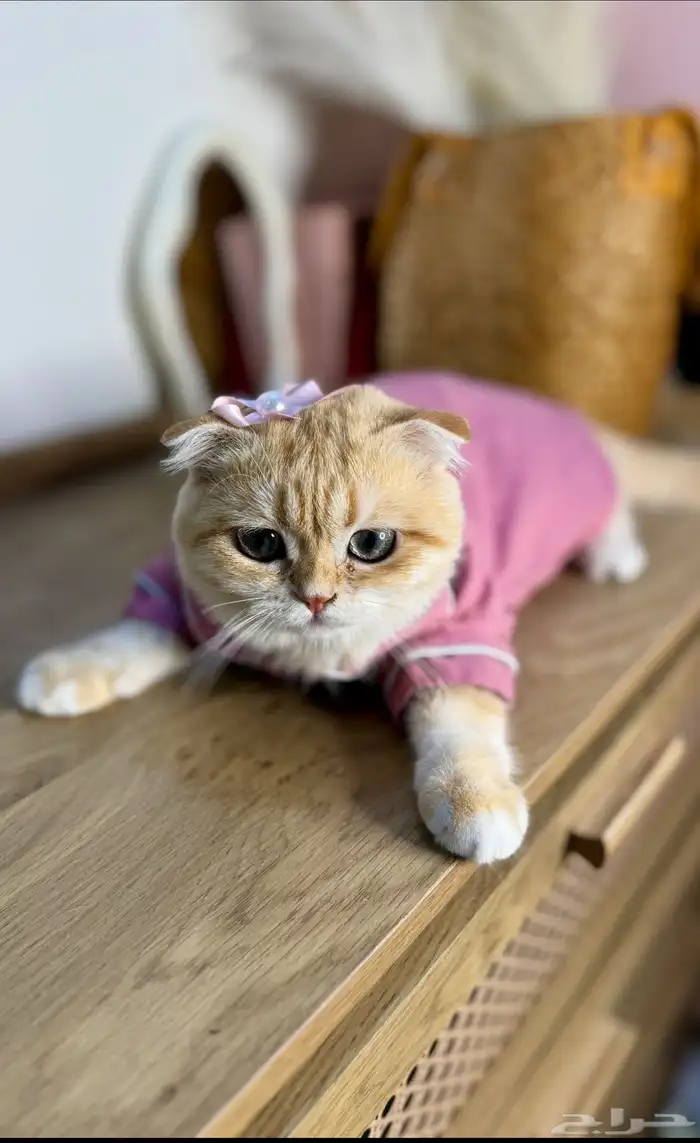 ذكر سكوتش فولد تم البيع 2