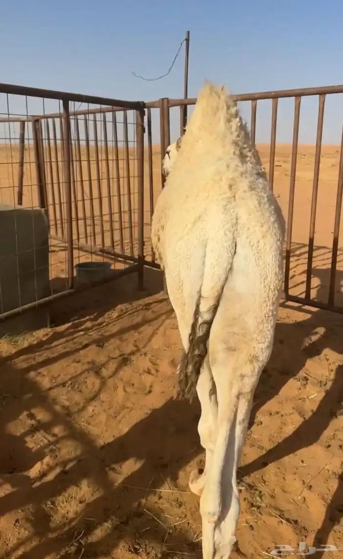 قعود للبيع 1