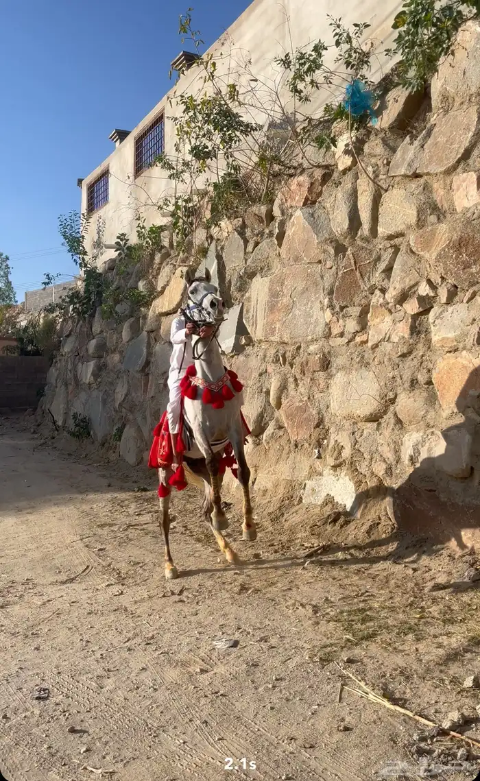 حصان كفو وحار العمر 3سنه و7شهور ولا يجي إل الصامل ولا بدل 0