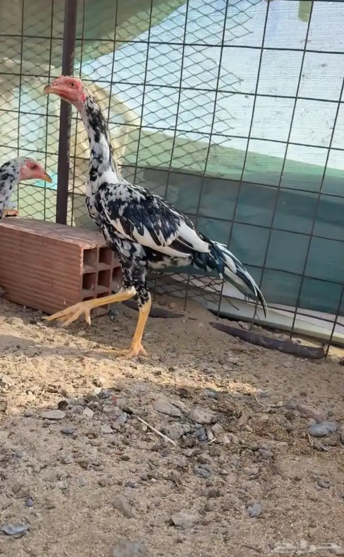 دجاج باكستاني للبيع 3
