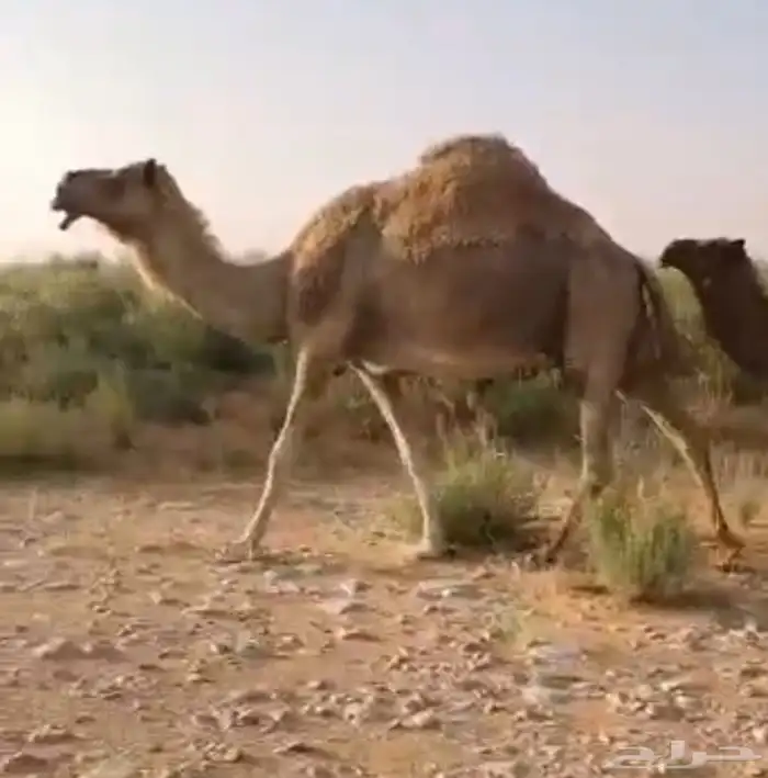 لقحه ام رابع سليم العذاريب 1