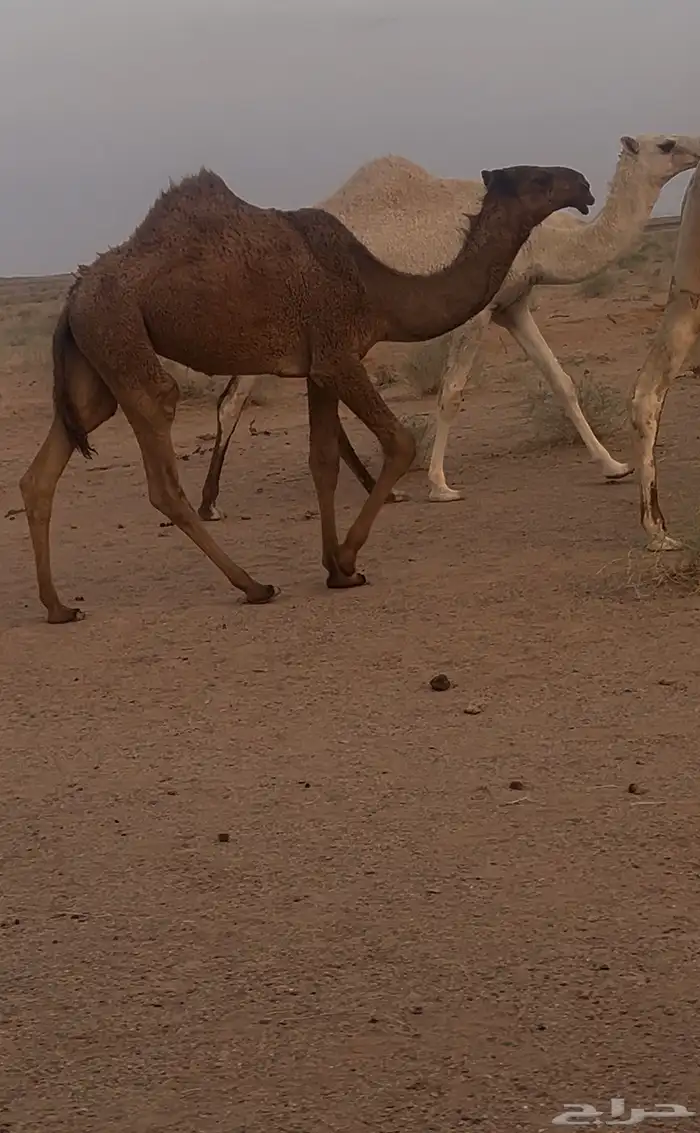 للبيع بكره 0
