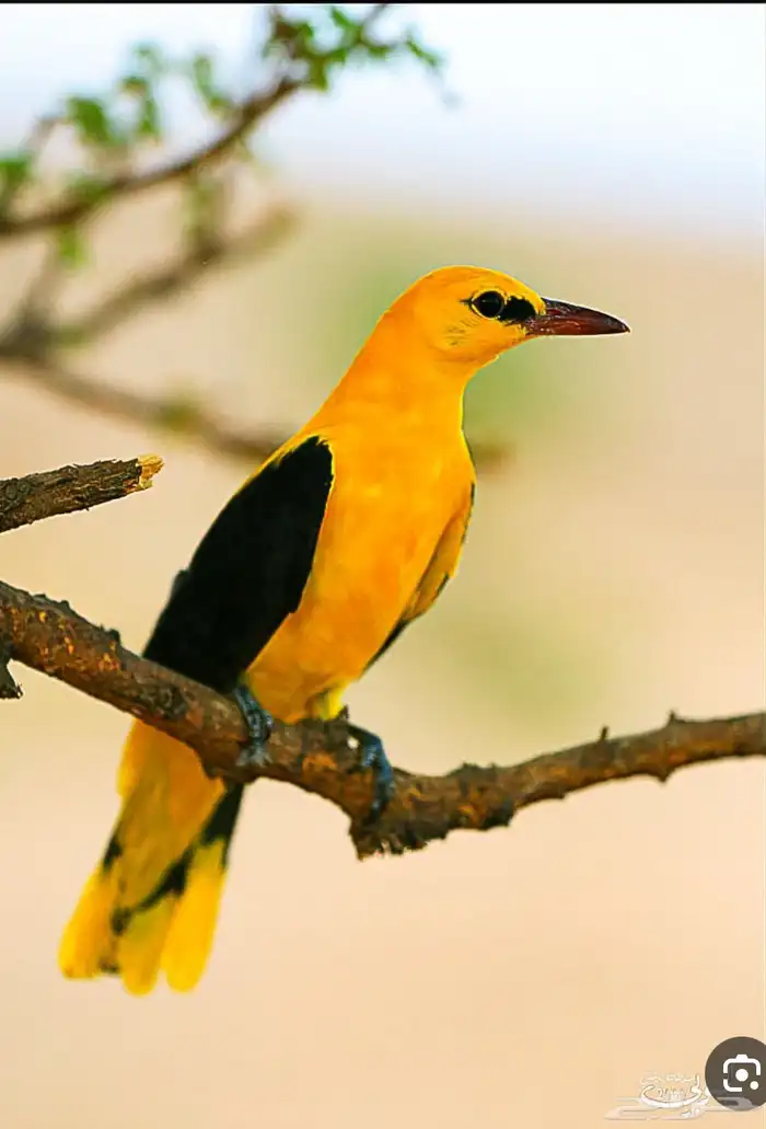 صفار كامري 0
