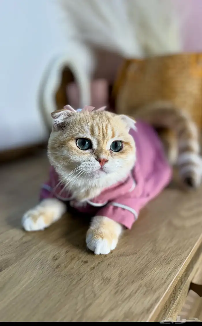 ذكر سكوتش فولد تم البيع 0