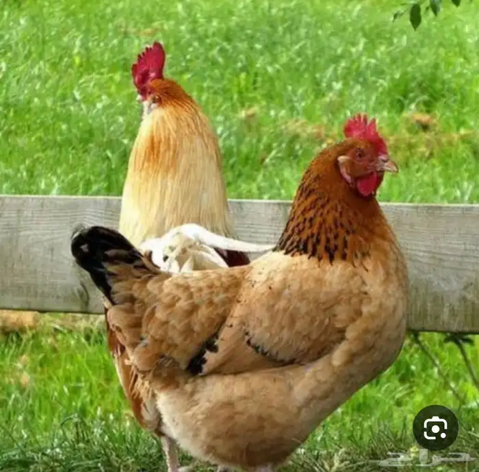 مطلوب دجاج بسكاكا 0