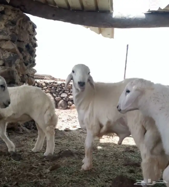 ( نبذه تعريفيه عن المراح ) 3