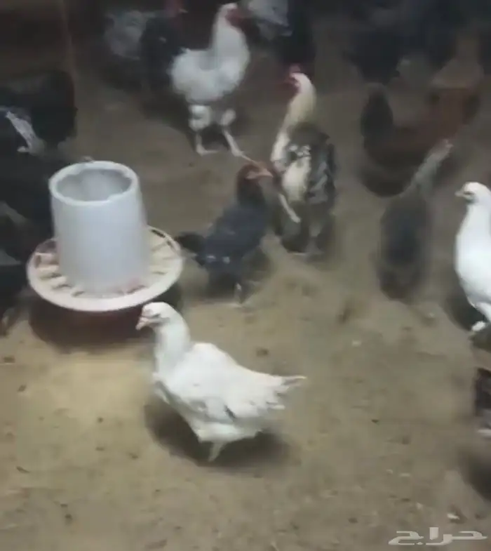 للبيع دجاج براهما 2