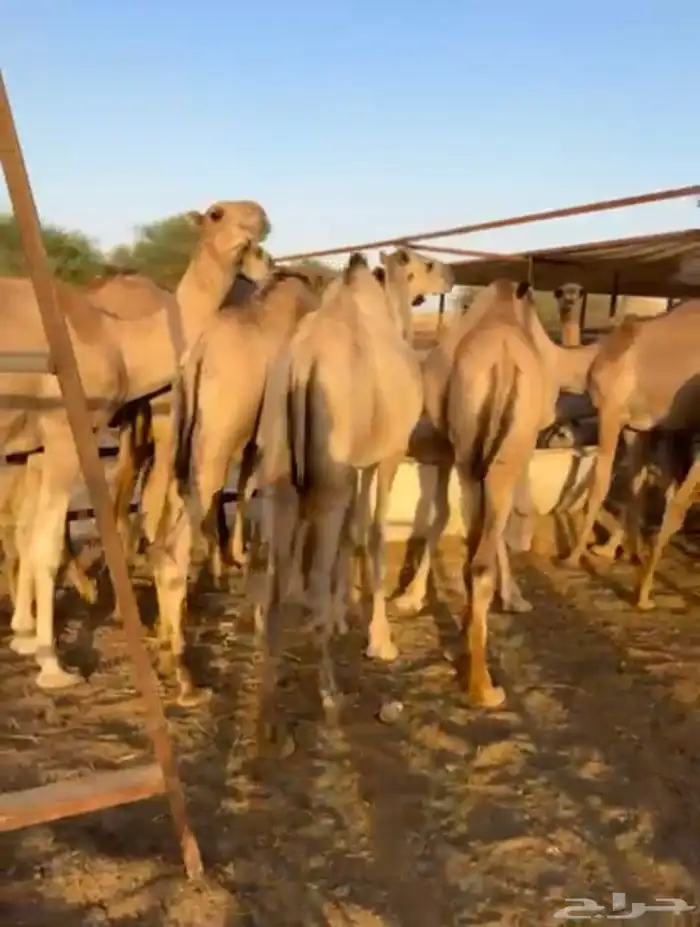 قعدان صومالية مرابي كفووو 4 الاف ريال 1