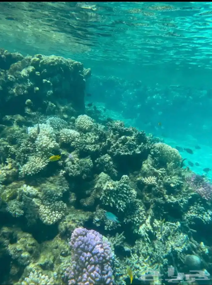 قارب الرايس للرحلات البحريه .. منطقة المدينه المنوره 1