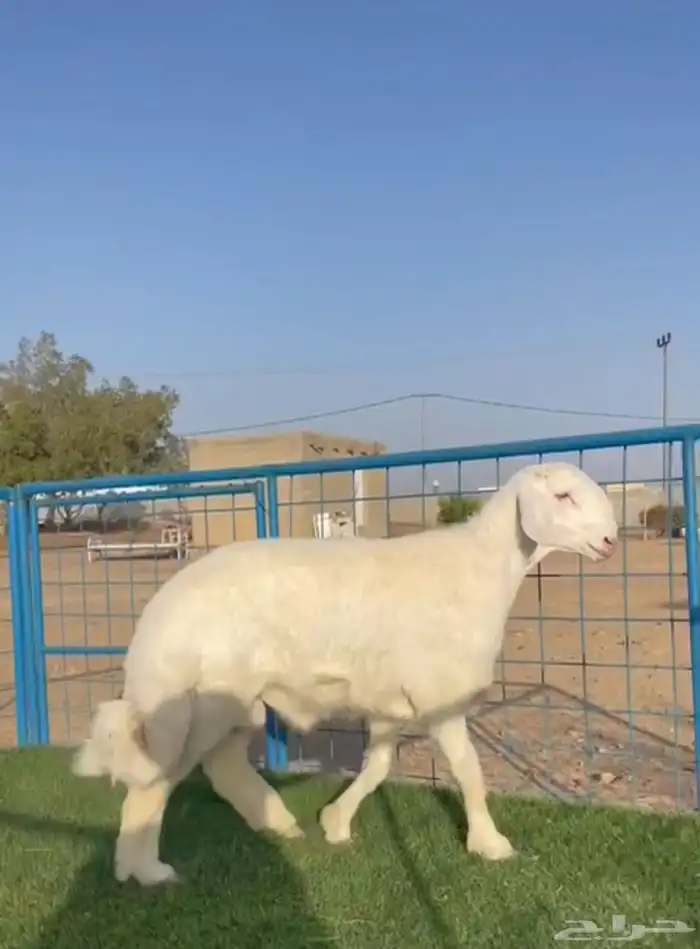 ( نبذه تعريفيه عن المراح ) 0