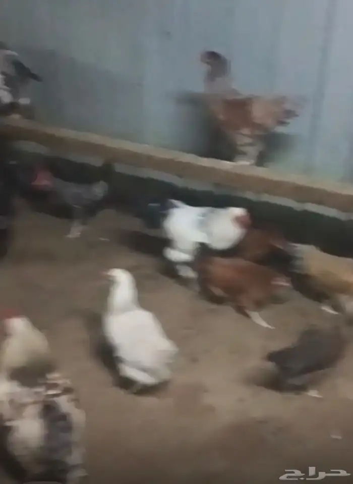 للبيع دجاج براهما 0