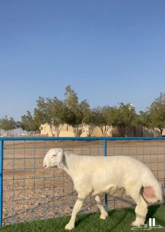 ( نبذه تعريفيه عن المراح ) 1