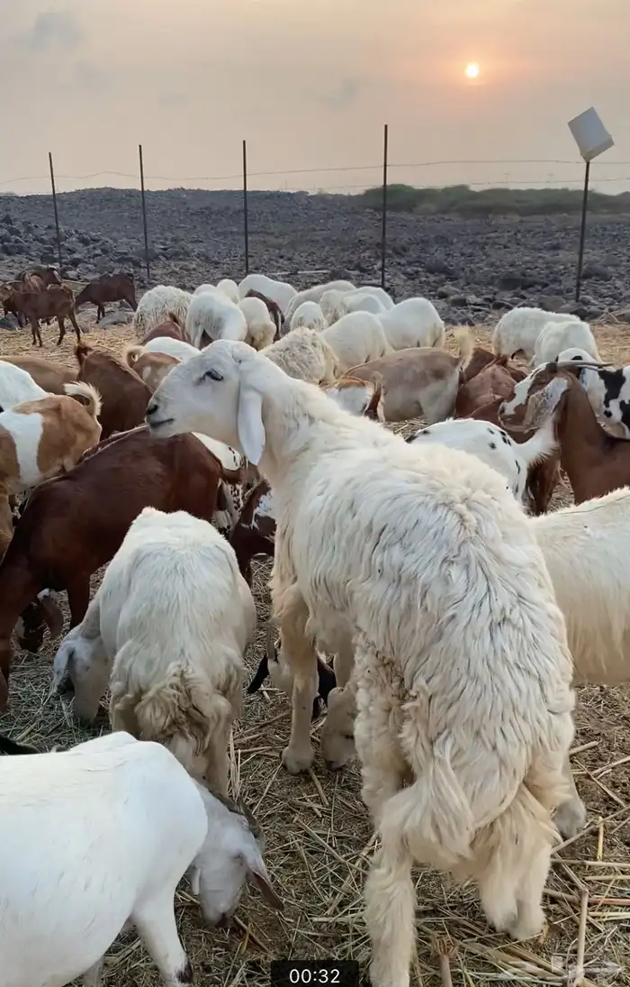 ( نبذه تعريفيه عن المراح ) 4