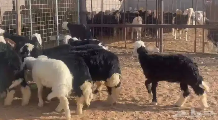 بهم نجد للبيع تم البيع خارج الموقع تم البيع الله يبارك لراعي 2