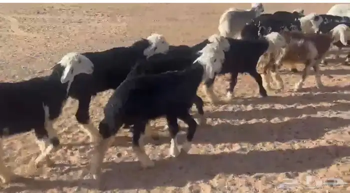 بهم نجد للبيع تم البيع خارج الموقع تم البيع الله يبارك لراعي 3