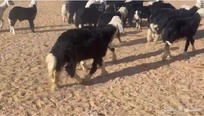 بهم نجد للبيع تم البيع خارج الموقع تم البيع الله يبارك لراعي 1