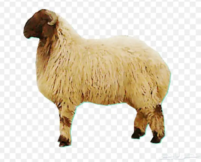 قسط ذبيحتك مع تمارا 0