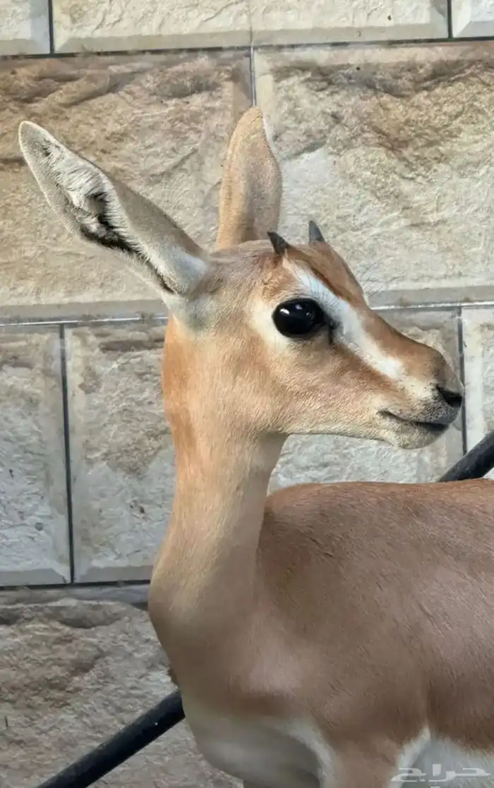 مطلوب غزال صغير 0